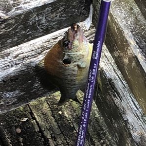 Meet your Posher, Harry